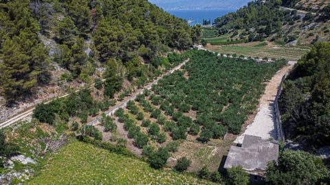 Postira, island of Brač, agricultural land of 5,350 m2. The olive grove is fully planted and the olives have a yield every year. Access is right from the main road. There is a smaller building on the land with a location permit and the possibility of...