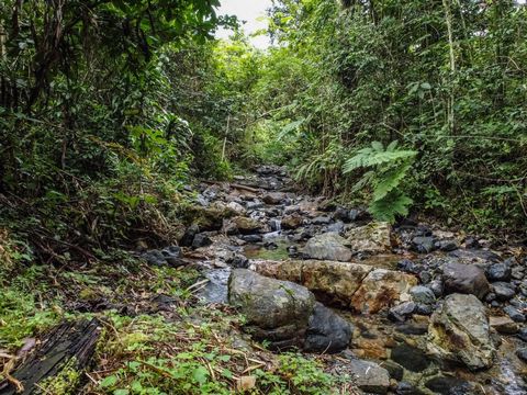 Embark on Your Journey: Pristine 55 Acres of Paradise in Maricao, Puerto Rico! Delve into a botanical haven with over 600 plant varieties, where cleared trails unveil gorgeous views of the Maricao State Forest, majestic mountains and springs. Picture...