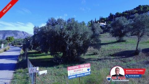 Exclusively for sale two plots of land sold as a package, with a total area of 6566 square meters, in Artiki Kranidi, with a frontage of 92 meters facing a municipal road, adorned with approximately 50 olive trees. The elevation of the plots and thei...
