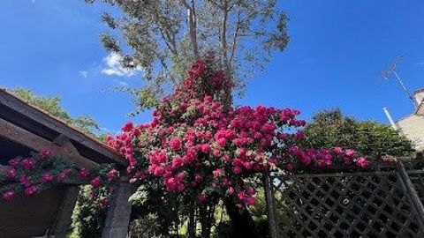 photo no. 15