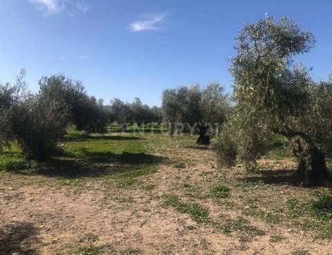 Are you looking to buy a rustic finca for sale in Antequera? Excellent opportunity to acquire ownership of this rustic property for sale located in Paraje de la Doctora, in the town of Alameda (Antequera), province of Malaga. These are three plots de...