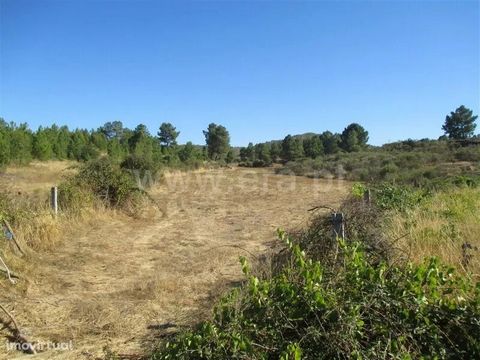 Land with 7500m². With 60 olive trees, marmelos, vine. 2 Charcas for irrigation. Attachment. Electricity. Excellent access.