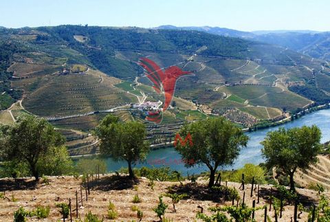 Gemischtes Land mit einer Gesamtfläche von 18.000 m2, am rechten Ufer des Douro-Flusses gelegen, mit frontalem und totalem Blick über den Fluss, in einer atemberaubenden Landschaft, innerhalb des Gebietes, das zum Weltkulturerbe des Douro gehört, der...