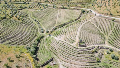 Finca vinícola en venta en la Región Demarcada del Du ero, Valle del Duero, situada en Almendra, Vila Nova de Foz Coa, en la subregión del Duero Superior. Se trata de una hermosa propiedad, bien estructurada, con 16,11 hectáreas, con un viñedo oficia...