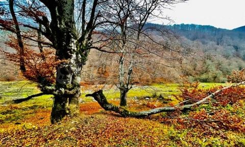 Agencia SUPRIMMO: ... Ofrecemos a la venta terrenos para construcción residencial en el hermoso pueblo de montaña de Ribaritsa. La parcela tiene un tamaño de 12.000 metros cuadrados. En total, consta de tres propiedades separadas una al lado de la ot...