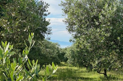 The island of Krk, town Krk, wider area, agricultural land - olive grove surface area 24,399 m2 for sale, with residential building of 64 m2 with proper documentation and sea view. The olive grove is decorated with 500 olive trees over 30 years old. ...