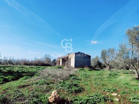 LAZIO - VITERBO - ISCHIA DI CASTRO RUSTIC WITH OLIVE PLANTS Interesting rustic nestled in the heart of the green countryside of Ischia di Castro, in the Vepre area, ideal for those seeking an oasis of peace and relaxation. This 50m2 farmhouse/cottage...
