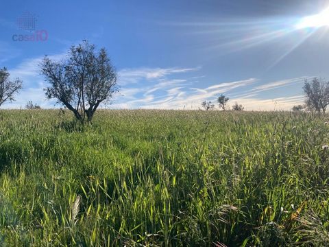 We present a unique opportunity for those who want to invest in a fertile land with great agricultural potential. This 3.4-hectare plot, located in the region of Nossa Senhora de Machede, is ideal for carrying out your agricultural or rural project. ...