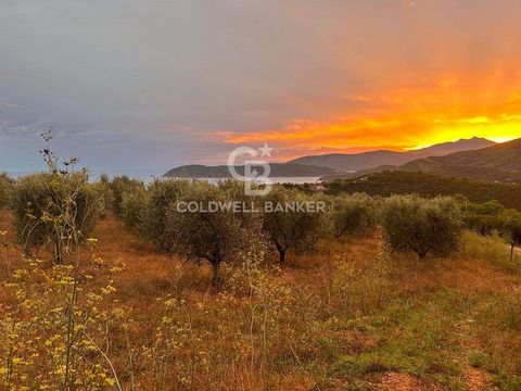 PORTO AZZURRO - We present for sale agricultural land of approximately two hectares (21,780 m2) located in a panoramic area with sea view. There are more than 100 producing olive trees of approximately 26 years and there is the possibility of placing...