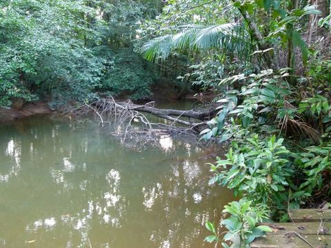 Exceptionnel, commune de Roura, parcelle agricole d'un hectare bord de crique, très proche accès réseaux eau électricité telephone