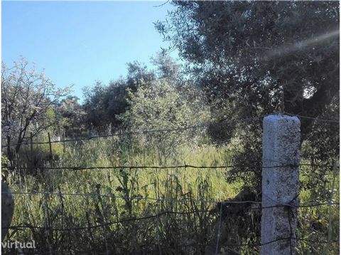 Terrain à Escalos de Baixo, avec 1000 m2, avec des oliviers. Accès par une route rurale, près de la ville d’Escalos de Baixo.   Exempté de SCE en vertu de l’article 4 (a) du décret-loi n° 118/2013 du 20 août, tel que modifié.