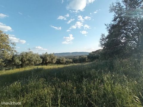Estate with 16Ha located in Safurdão, between Penamacor and neighboring Spain. Extraordinary farm with vast size and breathtaking views! It has a rural construction with about 448m2 and is viable for recovery for housing. It has three wells. Trees su...