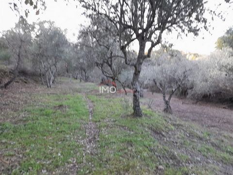Rustic land in the place called TINTOS, parish of Santa Maria de Marvão, with an area of 4250 m2 in parcels with olive trees and irrigated arable crop. It borders in part with the Ribeiro dos Tintos, to serve the exploitation of the water for irrigat...