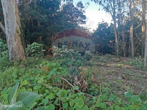 Terreno para venda a 25 000 € Terreno rústico com bons acessos e uma ampla frente de estrada localizado nas traseiras do Campo de Golf do Centro da Serra. Elegivel para edificações de uso turistico e de lazer nos termos do Artº 62 do PDM de Machico (...