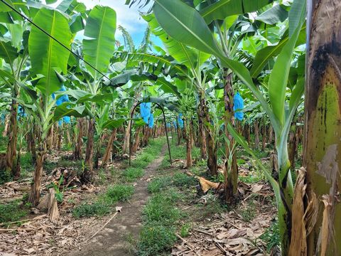 De totale grootte van het pand is 1207 hectare, waarvan 400 hectare volledig ontwikkelde, operationele en winstgevende bananenboerderij. De rest van het gebied is opgedeeld in : Infrastructuur, enkele natte gronden, savanne en landbouwgrond. De wonin...