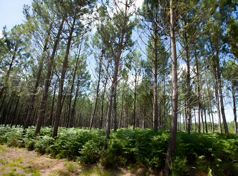 En Gironde, région Biganos, à saisir un ensemble d'environ 77 hectares de forêt d'un seul tenant, majoritairement en pins des Landes âgés entre 10 et 50 ans. Idéal pour investisseur.