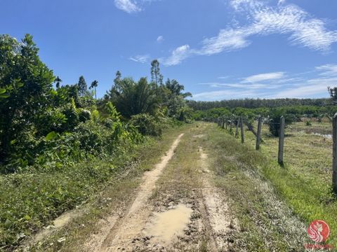 11.5 rai of land for sale in Thaimueang, Phangnga, featuring flat terrain with some low-lying areas and planted with Leucaena leucocephala. This property comes with a Chanote title deed and offers great potential for development, whether for building...