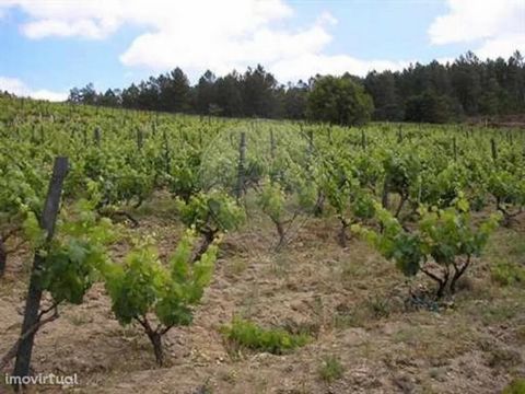 Land in met wijngaard in volle productie. Het heeft een overvloed aan water en is haalbaar om te bouwen. Gelegen in een rustige en rustige omgeving, in de parochie van Sezures, gemeente Penalva do Castelo. Kom langs!