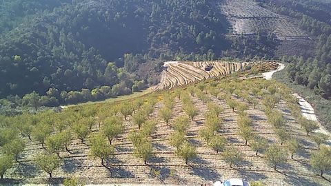 Quinta na belíssima região do Douro, com as seguintes características: Possibilidade de Construção de uma área útil de 350 m2 e bruta de 800 m2 6 hectares de vinha, com 6000 litros de beneficio e em media 25000 litros de vinho consumo doc 5 hectares ...