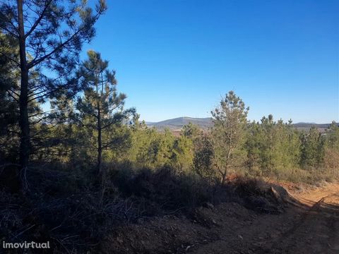 Farm with Forest fitness in Capinha - Fundão Property with about 10ha, moderate slope and destined to the culture of Pines, Eucalyptus, Oaks and with possibility of cultivation of Cherry Trees, Almond Trees, Walnut Trees, Olive Trees among other frui...