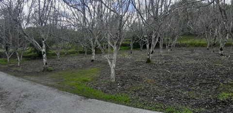 Terreno rustico con una superficie di 4500 m2, situato a Ribeira de Nisa, Portalegre.  Ha ulivi, noci, altri alberi da frutto e una sorgente d'acqua.  Accesso tramite strada asfaltata.