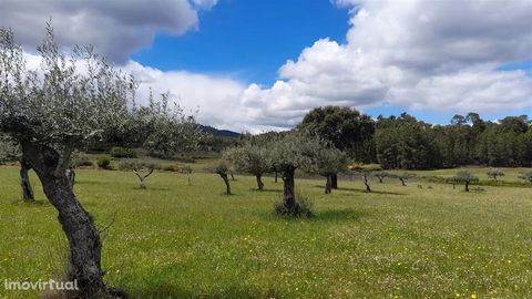 Ferme avec 2,14Ha à Quintas da Torre, Fundão - Portugal Propriété toute clôturée, la plupart du temps plate, seulement avec une petite pente. Il est situé au centre du village et compte une quarantaine d’oliviers, quelques végétations, des pins et de...