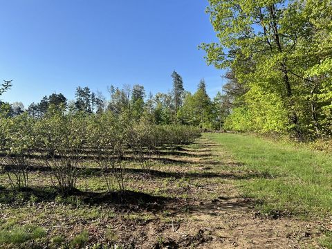 This beautiful 10 acre rural setting has 4 acres of prime blueberry bushes, woods and building sites that would make for a desirable place to build a home or hobby farm. For the outdoor enthusiast, there are many recreational opportunities minutes aw...