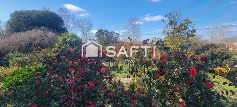 photo no. 12
