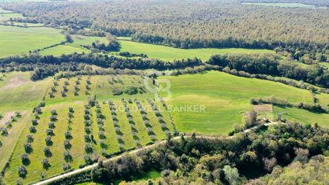 LACJUM - VITERBO - ISCHIA DI CASTRO Około 9 hektarów terenu, podzielonego na 2 działki, oddalonych od siebie o około 500 metrów. Pierwsza ma 23000 metrów kwadratowych, prawie płaska. Na ziemi rośnie 60 drzew oliwnych na około 2 hektarach gruntów orny...