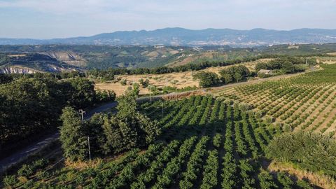 Welcome to the Bagnoregio (VT) farm, a jewel set in the suggestive hamlet of Vetriolo. With its extensive contiguous grounds, which extend for a total of 49 hectares and 6,480 square meters, this property represents a true agricultural oasis. In addi...