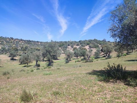 Located outside the city of Moura, on the N258 National Road, this land with 3.45 hectares of olive groves, consists of 360 quality olive trees for the production of olives. There is already information from the Municipality of Moura that enables the...