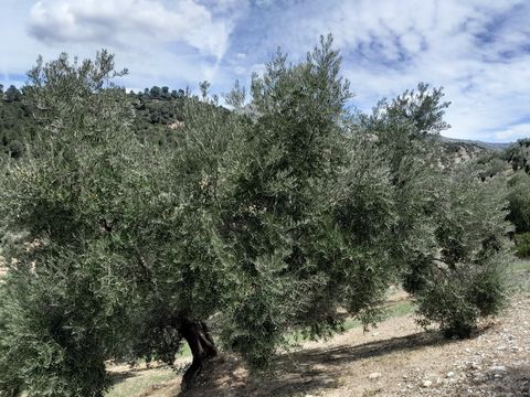 DIREKTER UMGANG MIT DER IMMOBILIE, TOTALE TRANSPARENZ. Verkauf eines Olivenhains in Mata-Begid, Gibralberca, mit 180 prächtigen Olivenbäumen, die sehr produktiv und einfach zu kultivieren sind, sie befinden sich etwa 200 Meter von der Asphaltstraße e...