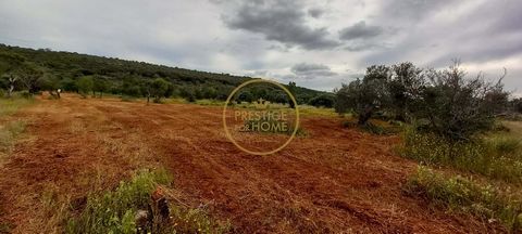 Terrain rustique avec caroubiers et amandiers - 4860 m² de nature et de potentiel Nous vous présentons un terrain rustique de 4860 mètres carrés, offrant une combinaison unique de zones plates, ponctuées de beaux caroubiers et amandiers. Cette parcel...