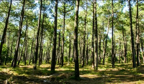 En Gironde région Biganos, à saisir un ensemble de 247 hectares de forêt majoritairement en Pin des landes – Plusieurs lots dont 119 ha d’un seul ilot, le reste en ilots diffus - Plan simple de gestion – Idéal pour investisseurs.