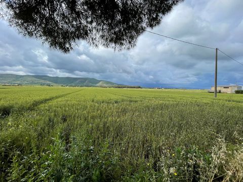 Orbetello Agricultural land for sale In Barca del Grazi between the Parrina estate and San Donato we offer a plot of agricultural land of 20,000 square meters with a flat position and access from a bituminized road. Excellent opportunity also for com...