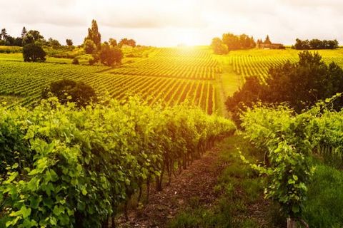 PROPRIÉTÉ VITICOLE SUR LA RIVE DROITE DE BORDEAUX CHÂTEAU DU XVIIIème SIÈCLE – VIGNOBLE D'UN SEUL TENANT Cette propriété viticole exceptionnelle comprend un château et ses chais, construits à la fin du XVIIIème siècle. Le château, d'une surface d'env...